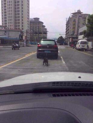 男子被曝开车遛狗遭人肉 不堪其扰称没虐狗(