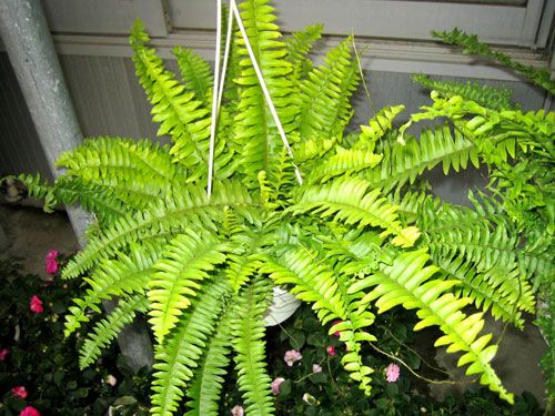 装修旺季 吸甲醛的植物推荐【8】