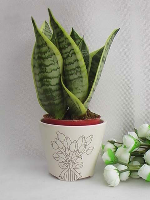 ����ȩ��ֲ��