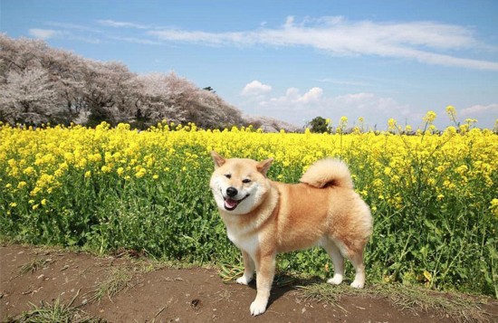 日本微笑柴犬获全球最幸福小狗称号 粉丝超过