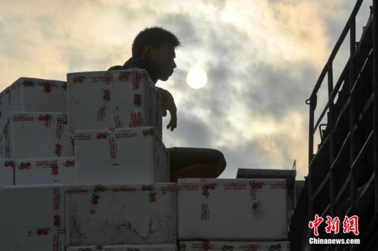 越南荔枝出口中国 与中国所产荔枝成熟期重叠