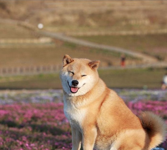 ҸС΢ЦȮ ˿80ͼ