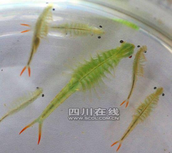 成都现恐龙时代仙女虾 虾卵能抗100度沸水