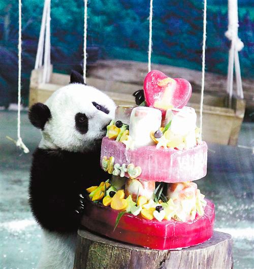 Yuan Zai, the first Taiwan-born panda, is enjoying her first birthday cake, as she celebrates her first birthday at the Taipei City Zoo. 