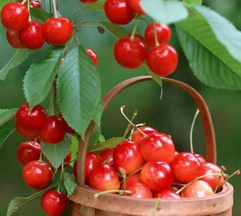 抗皱必知!盘点超强女性抗皱食物