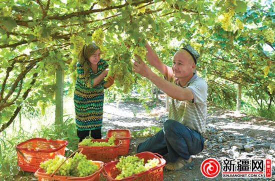 吐鲁番的葡萄熟了--新疆频道--人民网