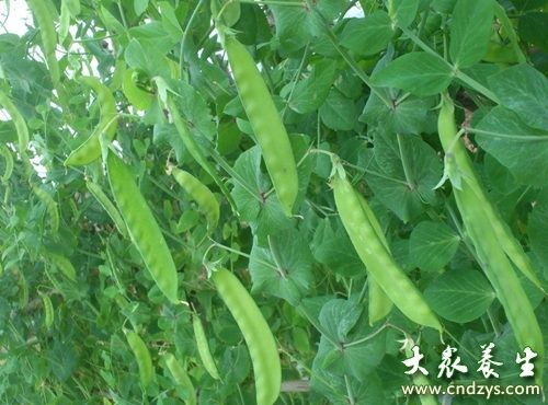 夏天生吃這6種涼拌菜會中毒(1)