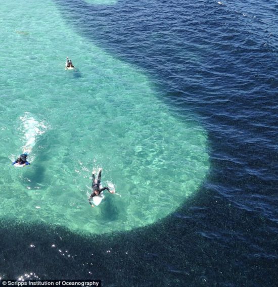 美国出现大批凤尾鱼 海洋酷似遭到石油污染