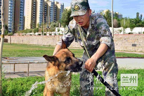 组图:军人为军犬洗澡剃毛助其避暑降温【8】