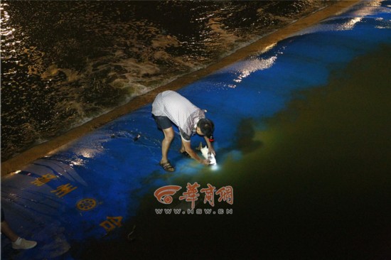 西安浐河现大量死鱼漂浮河面 市民不顾危险下