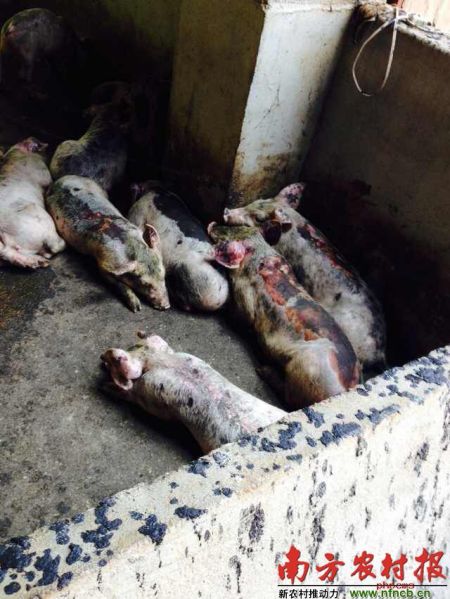 生猪戏水致插座短路起火 300头猪被烧死(图)