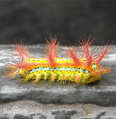 上海多地发现洋辣子绿化部门:未现毛毛虫集中