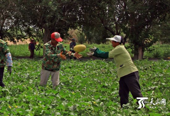新疆:哈密瓜熟了(高清组图)