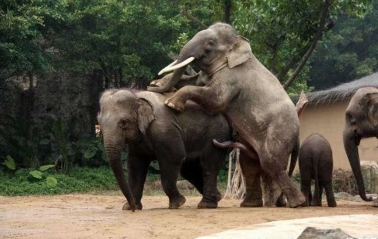 大象的性行为高清视频