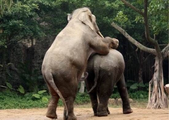 揭秘野生动物性行为:大象生殖器像第五条腿(