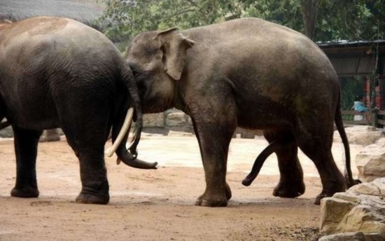 揭秘野生动物性行为:大象生殖器像第五条腿(