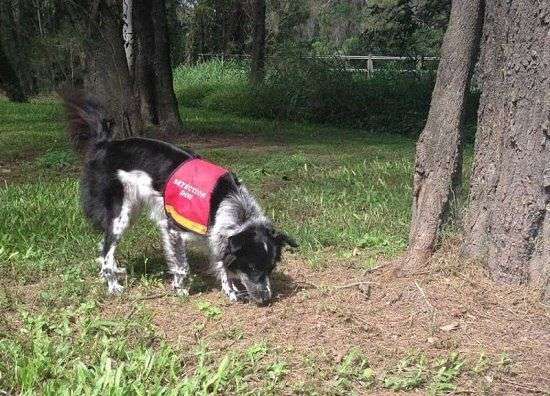 全球首只考拉粪便嗅探犬 上岗 有助物种保护