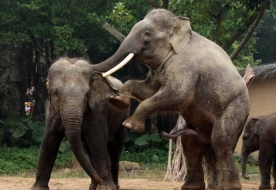 揭秘野生动物性行为:大象生殖器像"第五条腿"(组图)