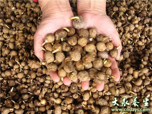 养生须知:姜半夏的功效与作用及食用方法