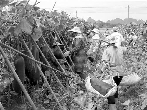 上林大丰镇黑皮冬瓜喜获丰收