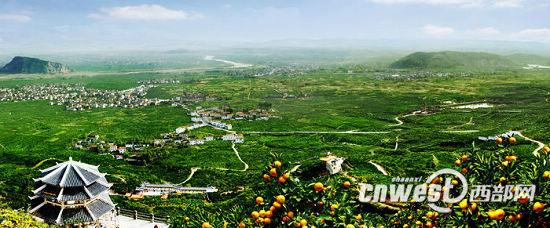 中国柑桔之乡城固金桔荣登水果邮票 有阵阵果