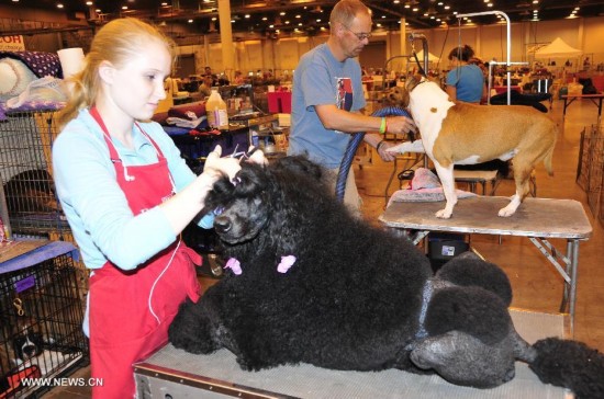 U.S.-HOUSTON-DOG SHOWS