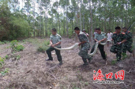 边防民警抓获蟒蛇