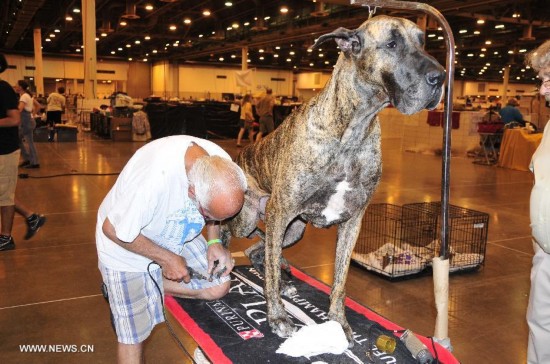 U.S.-HOUSTON-DOG SHOWS