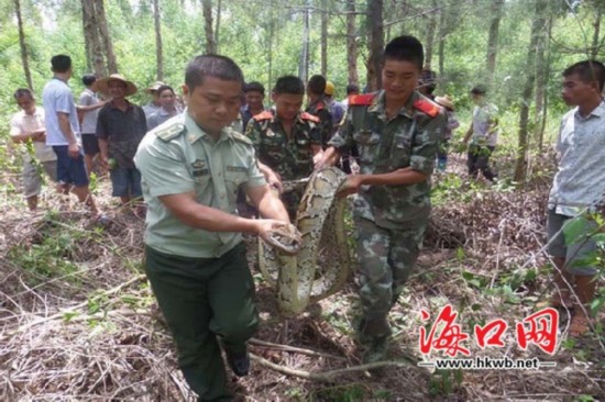 边防民警抓获蟒蛇