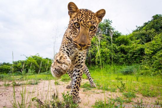 ��ʵ��Ӱ��¬��˹�����Ķ�������2