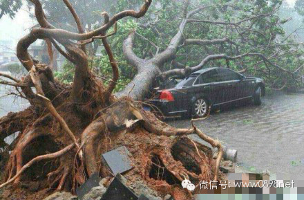 【微天下】被威马逊肆虐后的海南,肯德基麦当
