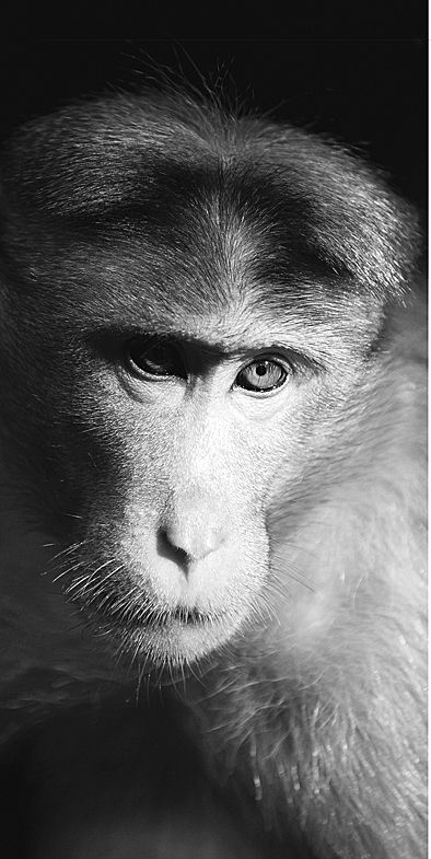 遏制致命病毒 威胁人畜安全成当务之急