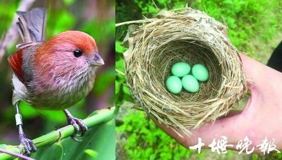 湖北现神奇绿色鸟蛋 大如鹌鹑蛋形似绿松石(图)
