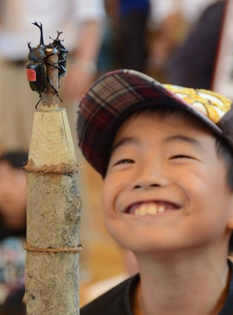 日本举行昆虫相扑大赛 赛场为70厘米长树枝(图