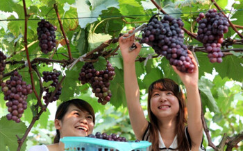 那些郑州摘葡萄的好地方,熟透的葡萄馋死人