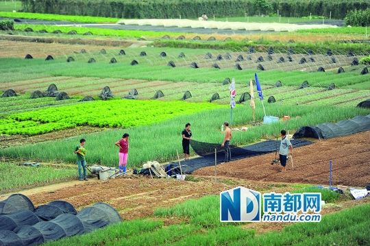 人参果等果树