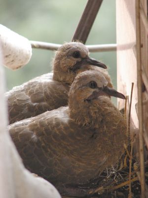 石家庄一爱心人家为了斑鸠一家4个夏天不开空