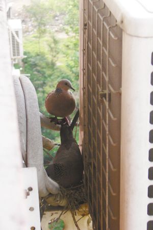 石家庄一爱心人家为了斑鸠一家4个夏天不开空