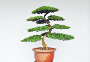 南通如皋盆景技艺入选第四批国家非遗推荐名单