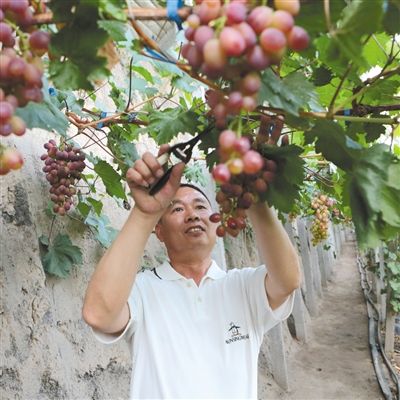 延庆有机农业的康庄大道