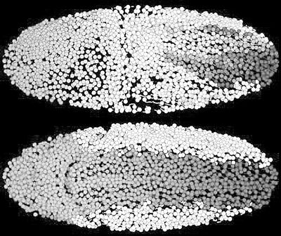 高速计算法让科学家重构动物细胞发展过程成为