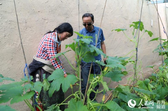 從建筑工地出來，張斌又順便去了旁邊的蔬菜基地。菜棚是尖克村委村婦聯負責的，六個菜棚的菜基本保証了鄉上的吃菜問題，主要供應給學校，有黃瓜、茄子、西紅柿等常吃的菜種。菜棚的建成是他一手把關，什麼事都要他親自打理，他還講了一段有趣的事兒：“我們這兒的老百姓老實啊！我不在鄉上，黃瓜長好該摘了，但村民不肯，說要等我來了再摘。等我回到鄉上，黃瓜都已經有點黃了，叫他們趕緊摘，這才肯摘。”  