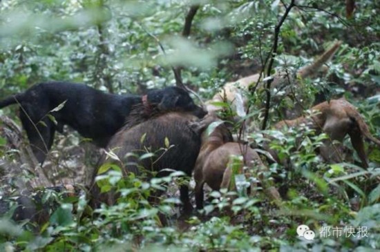 五只拉布拉多犬围攻一只野猪 势均力敌(图)