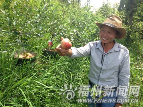 青枣树修剪技术图解_图解大全 汪孝光培育的苹果盆栽已结出果实 永泰大洋镇苹果哥汪孝光蓄发明志,誓要在村里的荒山上种出北方的苹果。如今,早已培植出苹果的他又开始发展林下经济,培育起苹果盆栽,并期望寻找志同道合的人合作,把北果南种的产业做大做强。 苹果树下种油茶引来天敌互克互杀 在溪墘村的苹果园里,记者看见一棵棵两米多高的苹果树上结满了苹果。汪孝光摘下一颗还泛青的苹果邀记者品尝,一口下去,是意料之外的甜与脆,完全没有青苹果的酸涩。 记者注意到,苹果树下还套种了油茶、枣树等经济作物,苹果和油茶能互相引来天敌,我