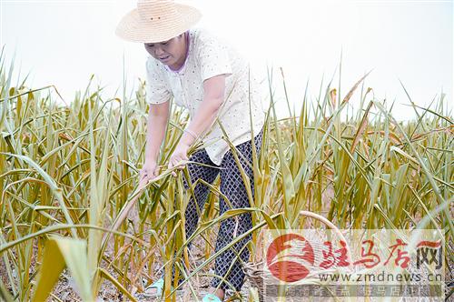 驻马店遂平上蔡达中重度干旱 抗旱刻不容缓