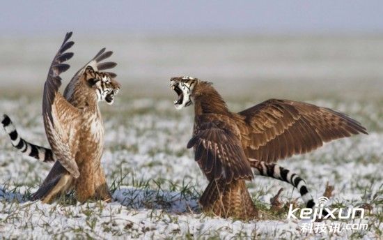 盘点世界十大幻想 杂交 动物:鲨鱼头犀牛凶猛浑