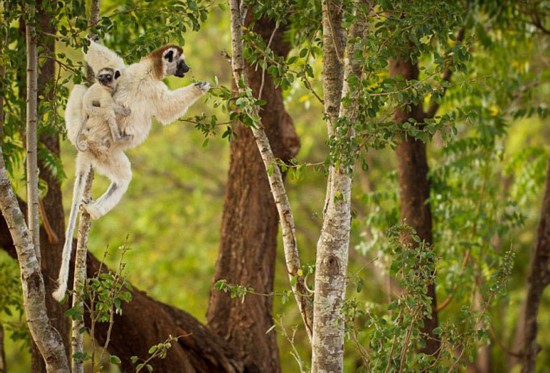马达加斯加狐猴走路如跳舞 滑稽 舞步 惹人爱