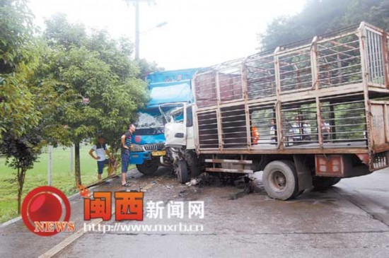 为避让小狗 两货车相撞酿车祸