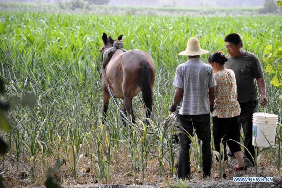 Drought hits Shanxi province