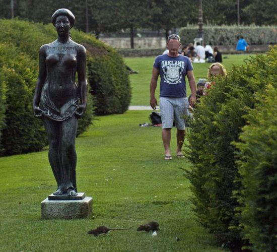 巴黎卢浮宫附近硕鼠成灾 当地人以喂养老鼠为